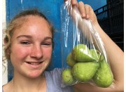 New Zealand Tosca Pear 1KG Hawkes Bay Grown